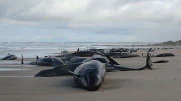 Ballenas varadas en una remota playa del noroeste de Tasmania, isla al sur de Australia