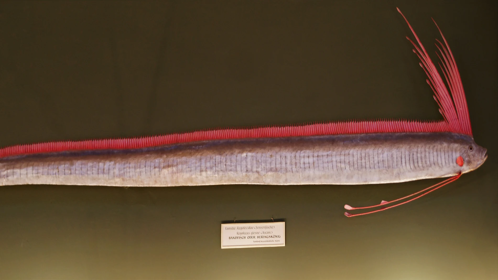 Imagen de archivo de un pez remo Imagen de archivo de un pez remo