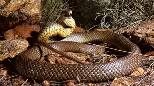 Serpiente marrón oriental Serpiente marrón oriental