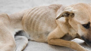 Imagen de archivo de un perro desnutrido