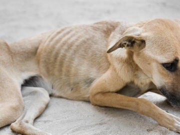 Imagen de archivo de un perro desnutrido