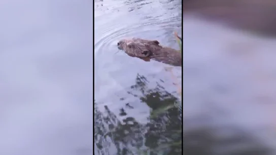 Castor captado en el Río Tajo a su paso por Guadalajara Castor captado en el Río Tajo a su paso por Guadalajara