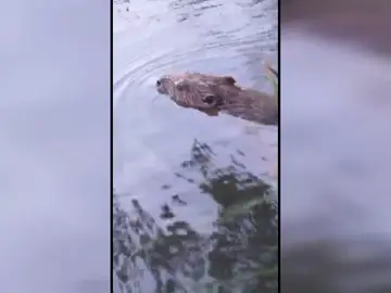 Castor captado en el Río Tajo a su paso por Guadalajara Castor captado en el Río Tajo a su paso por Guadalajara