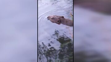 Castor captado en el Río Tajo a su paso por Guadalajara