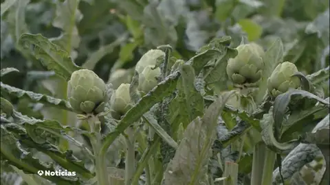 Preocupación en Sant Boi de Llobregat tras una oleada de robos de alcachofas Preocupación en Sant Boi de Llobregat tras una oleada de robos de alcachofas