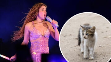 Relacionan a Shakira con la muerte de 100 gatos 