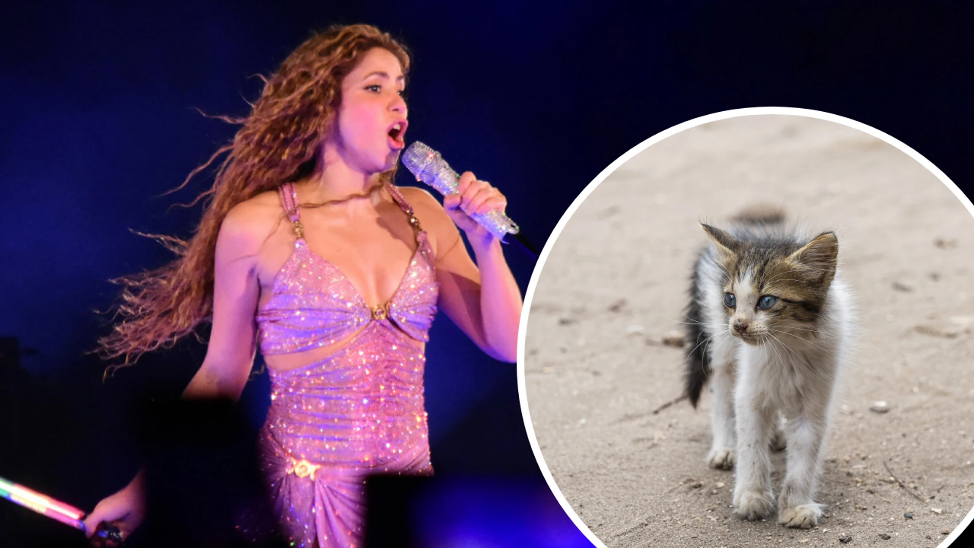 Relacionan a Shakira con la muerte de 100 gatos Relacionan a Shakira con la muerte de 100 gatos