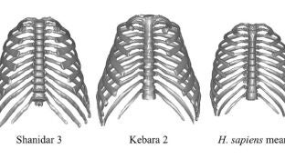 La privilegiada anatom&iacute;a de los neandertales les permiti&oacute; sobrevivir en diversos entornos