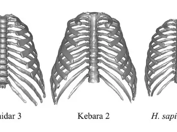 La privilegiada anatomía de los neandertales les permitió sobrevivir en diversos entornos La privilegiada anatomía de los neandertales les permitió sobrevivir en diversos entornos