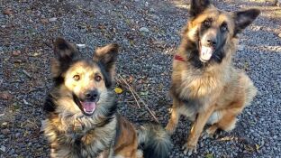 Piden colaboraci&oacute;n para localizar a dos perritas desaparecidas en La Palma, una fue un regalo tras el volc&aacute;n