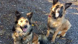 Piden colaboración para localizar a dos perritas desaparecidas en La Palma, una fue un regalo tras el volcán Piden colaboración para localizar a dos perritas desaparecidas en La Palma, una fue un regalo tras el volcán