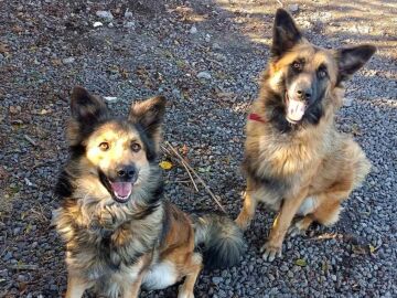 Piden colaboración para localizar a dos perritas desaparecidas en La Palma, una fue un regalo tras el volcán