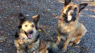 Piden colaboración para localizar a dos perritas desaparecidas en La Palma, una fue un regalo tras el volcán