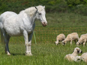 Imagen de archivo de un caballo blanco con ovejas