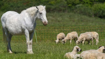 Imagen de archivo de un caballo blanco con ovejas