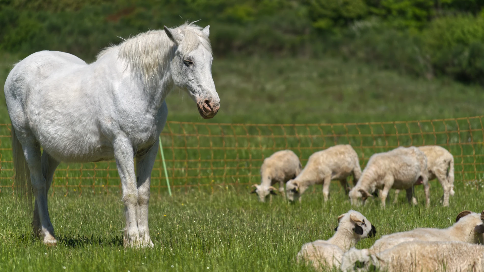 Imagen de archivo de un caballo blanco con ovejas Imagen de archivo de un caballo blanco con ovejas