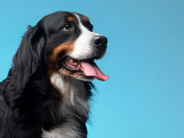 Perro Perro