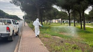 Una plaga de mosquitos llega a Huelva y est&aacute;n fumigando