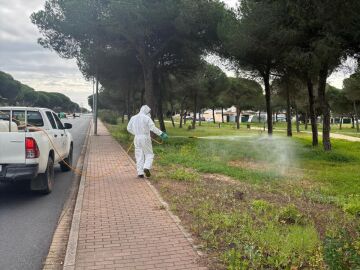 Una plaga de mosquitos llega a Huelva y están fumigando