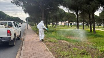 Una plaga de mosquitos llega a Huelva y están fumigando