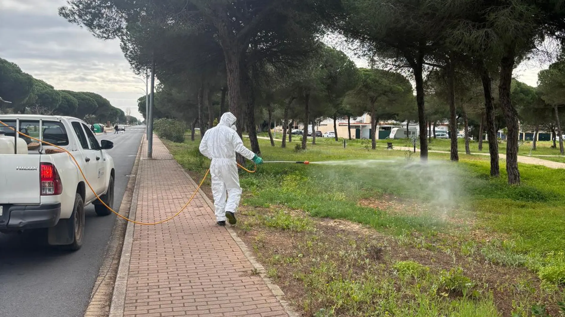 Una plaga de mosquitos llega a Huelva y están fumigando Una plaga de mosquitos llega a Huelva y están fumigando