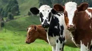 Oliva Oliva