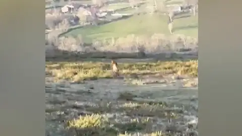 Lobo ibérico Lobo ibérico