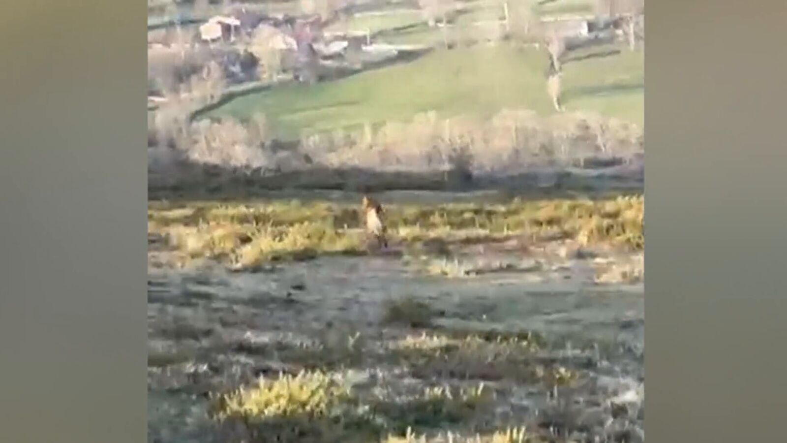 Un lobo ataca frente a las puertas de un colegio en Campoo de Suso, Cantabria