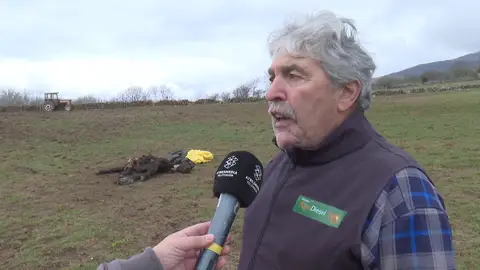 LOBO MATA POTROS LOBO MATA POTROS