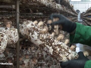 Cultivo de Seta Shiitake en Villanueva de la Jara, Cuenca