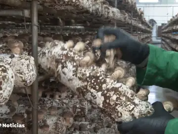 Cultivo de Seta Shiitake en Villanueva de la Jara, Cuenca Cultivo de Seta Shiitake en Villanueva de la Jara, Cuenca