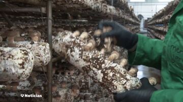 Cultivo de Seta Shiitake en Villanueva de la Jara, Cuenca