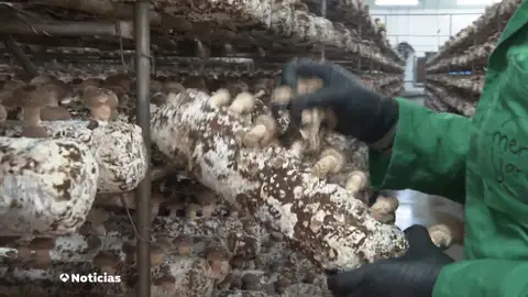 Cultivo de Seta Shiitake en Villanueva de la Jara, Cuenca Cultivo de Seta Shiitake en Villanueva de la Jara, Cuenca