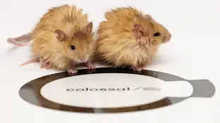 Dos ratones con pelo de mamut Dos ratones con pelo de mamut