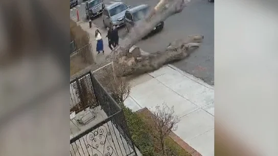 Árbol caído en Nueva York Árbol caído en Nueva York