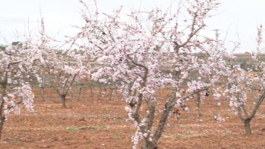 Las lluvias salvan los &aacute;rboles de secano y la ganader&iacute;a extensiva