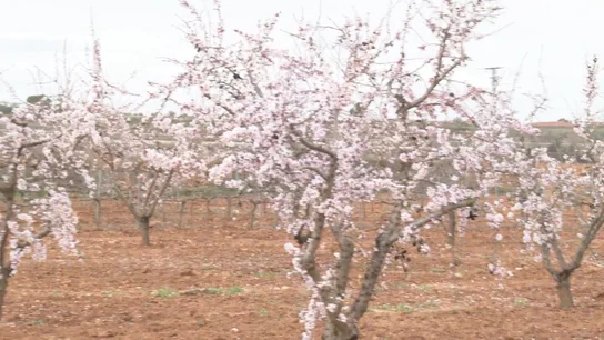 Las lluvias salvan los árboles de secano y la ganadería extensiva Las lluvias salvan los árboles de secano y la ganadería extensiva