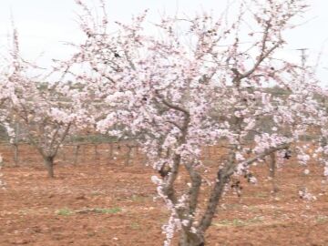 Las lluvias salvan los árboles de secano y la ganadería extensiva