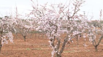 Las lluvias salvan los árboles de secano y la ganadería extensiva