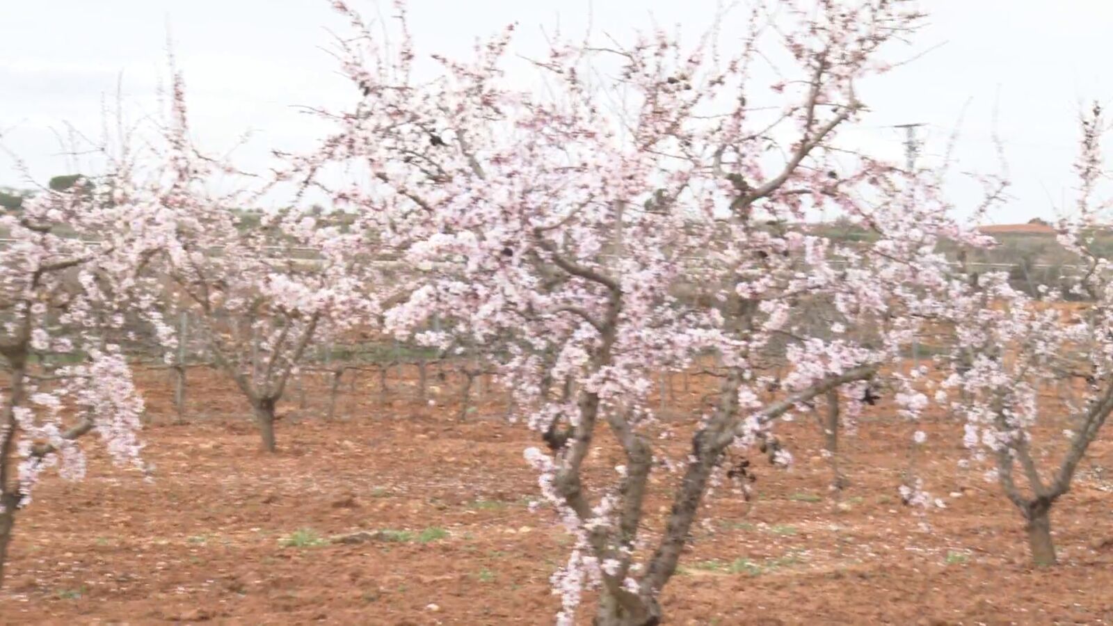 La lluvia salva cosechas y árboles en estado crítico