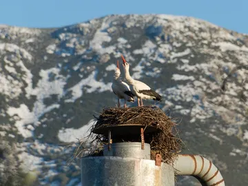 Dos cigüeñas en Hervás (Extremadura) Dos cigüeñas en Hervás (Extremadura)