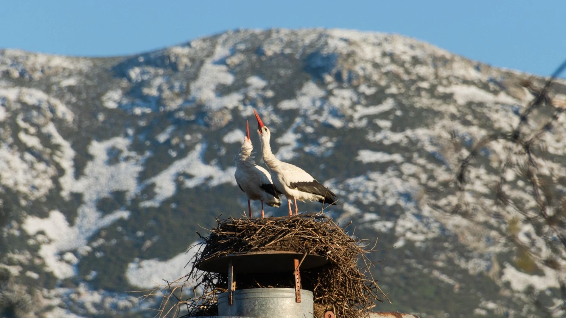 Dos cigüeñas en Hervás (Extremadura) Dos cigüeñas en Hervás (Extremadura)