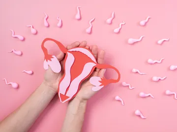 Sistema reproductor femenino Sistema reproductor femenino