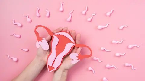 Sistema reproductor femenino Sistema reproductor femenino