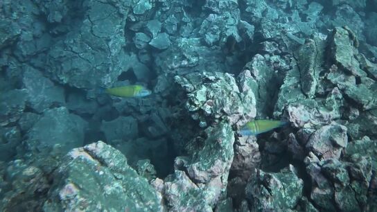 La fajana de Tazacorte, un para&iacute;so subacu&aacute;tico formado por el volc&aacute;n de La Palma