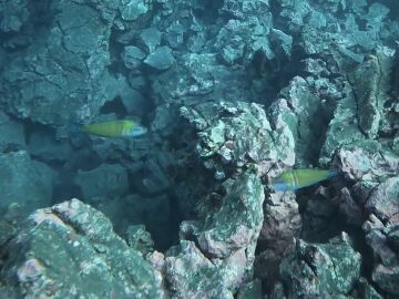 La fajana de Tazacorte, un paraíso subacuático formado por el volcán de La Palma