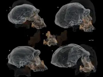 Descubren en Atapuerca el rostro humano más antiguo de Europa Occidental: "las primeras poblaciones humanas" Descubren en Atapuerca el rostro humano más antiguo de Europa Occidental: "las primeras poblaciones humanas"