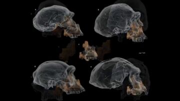 Descubren en Atapuerca el rostro humano más antiguo de Europa Occidental: "las primeras poblaciones humanas"