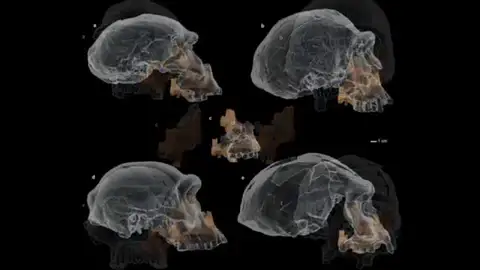 Descubren en Atapuerca el rostro humano más antiguo de Europa Occidental: "las primeras poblaciones humanas" Atapuerca