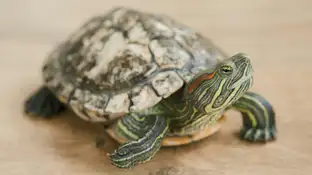 Detienen a un hombre en el aeropuerto de Nueva Jersey al encontrar una tortuga viva escondida en sus pantalones Detienen a un hombre en el aeropuerto de Nueva Jersey al encontrar una tortuga viva escondida en sus pantalones